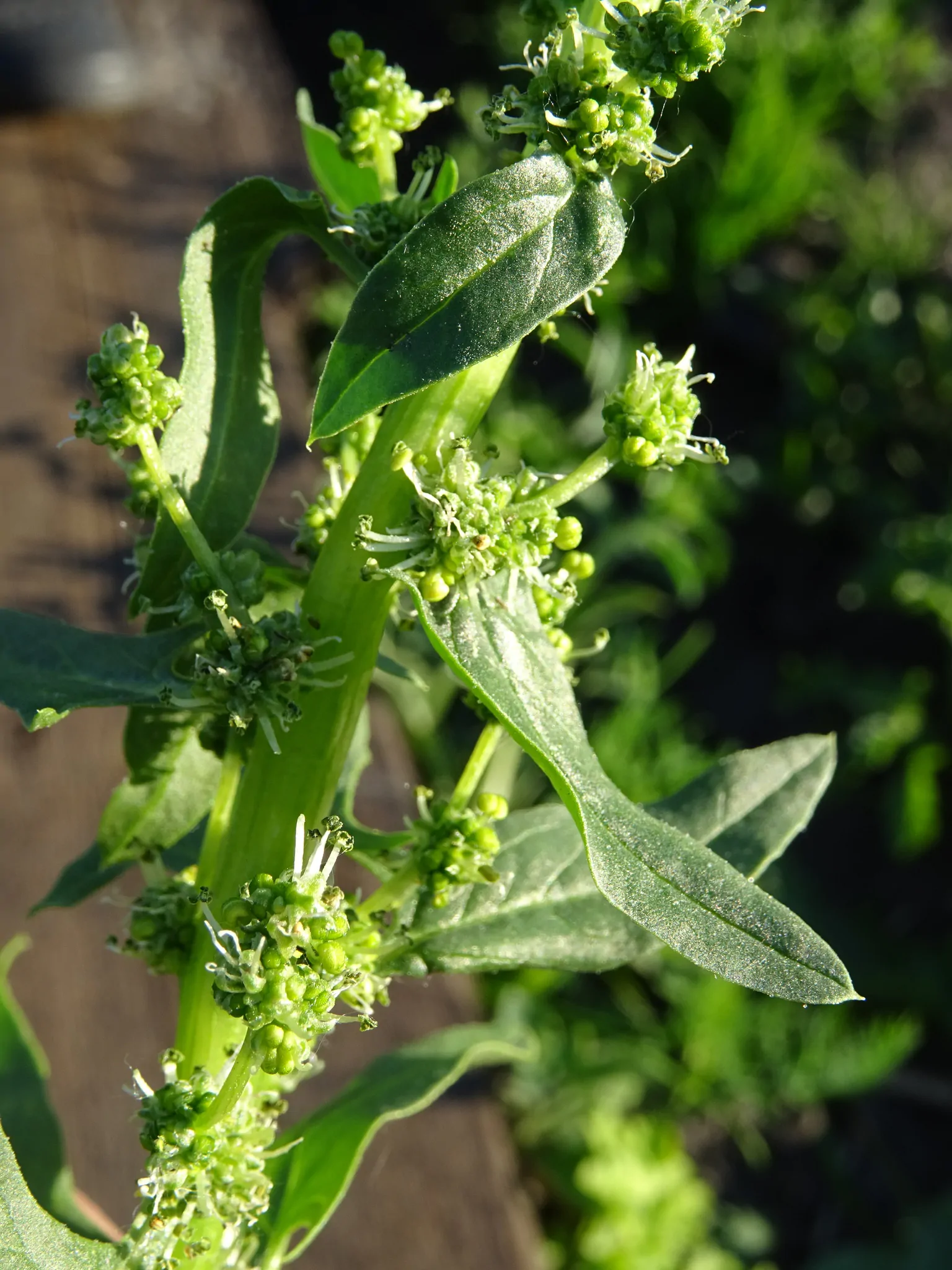 Spinacia oleracea - Spinach - Image 4
