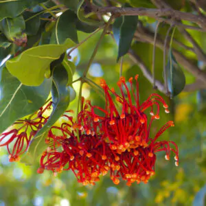 Stenocarpus sinuatus - Firewheel Tree, Rotary Tree
