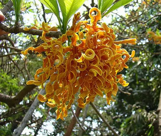 Strophanthus boivinii - Twisted wood flower, twisted wood flower, flower wood shredder, corkscrew flower - Image 4