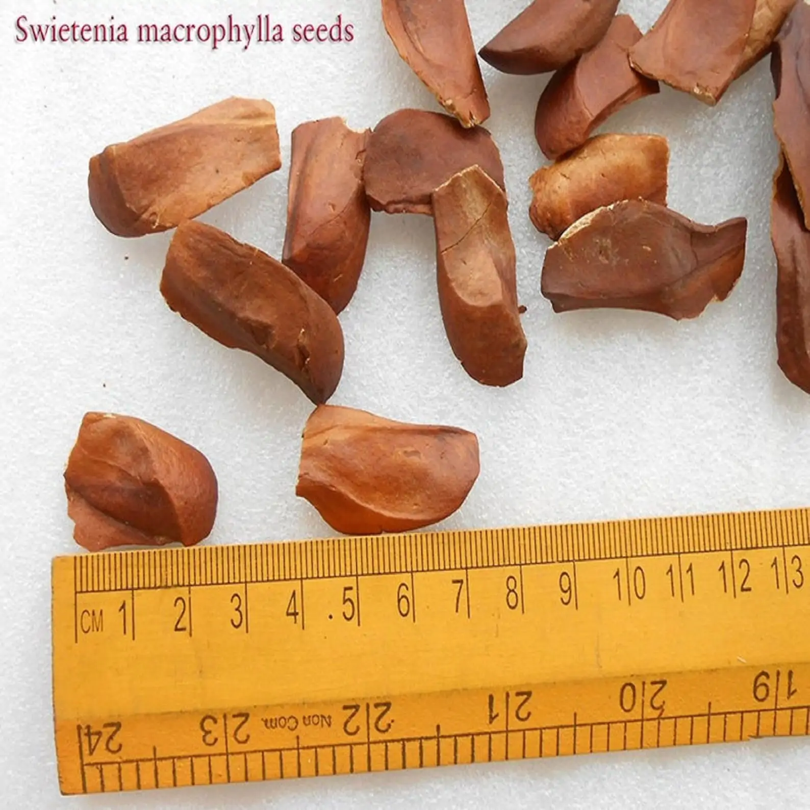 Swietenia macrophylla - Big Leaf Mahogany, Honduras Mahogany - Image 4