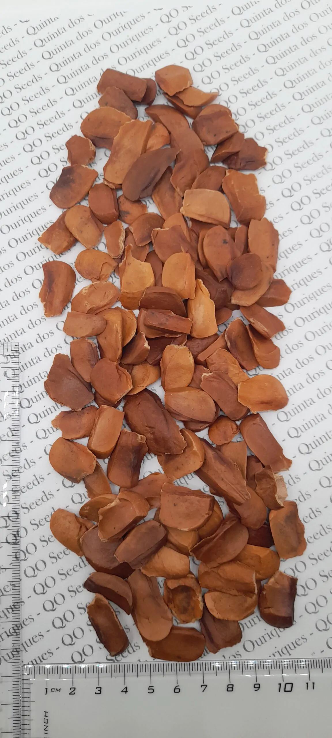 Swietenia macrophylla - Big Leaf Mahogany, Honduras Mahogany - Image 6