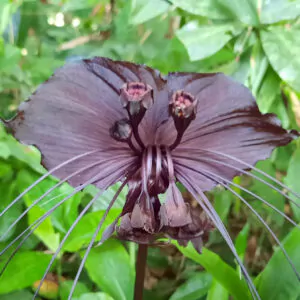 Tacca chantrieri / Schizocapsa breviscapa - Black Bat Flower, Black Orchid, Bat Flower