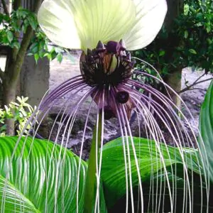 Tacca nivea - White Bat Flower, Bat Head Lily