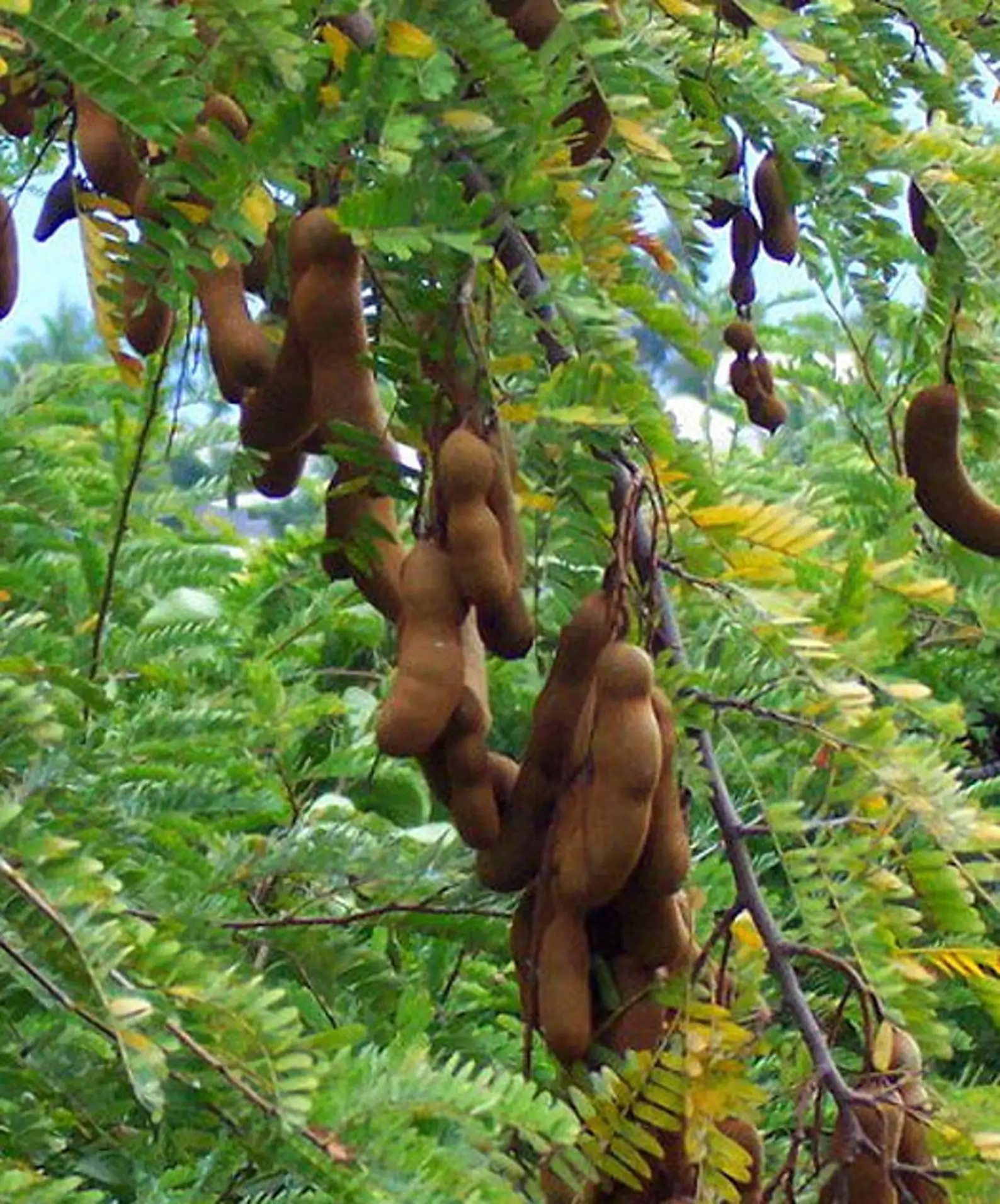 Tamarindus indica - Tamarind - Image 3