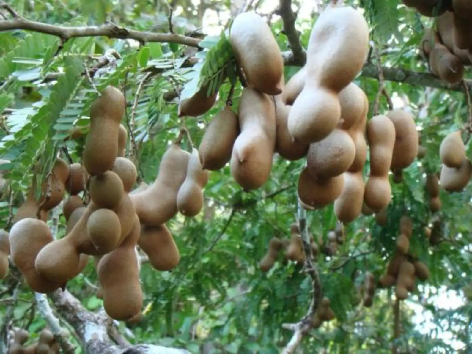 Tamarindus indica - Tamarind - Image 5