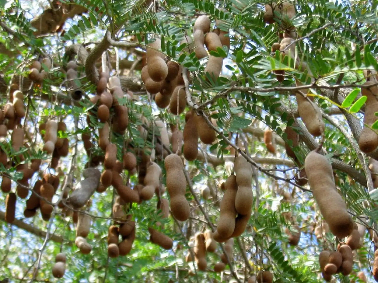 Tamarindus indica - Tamarind - Image 7