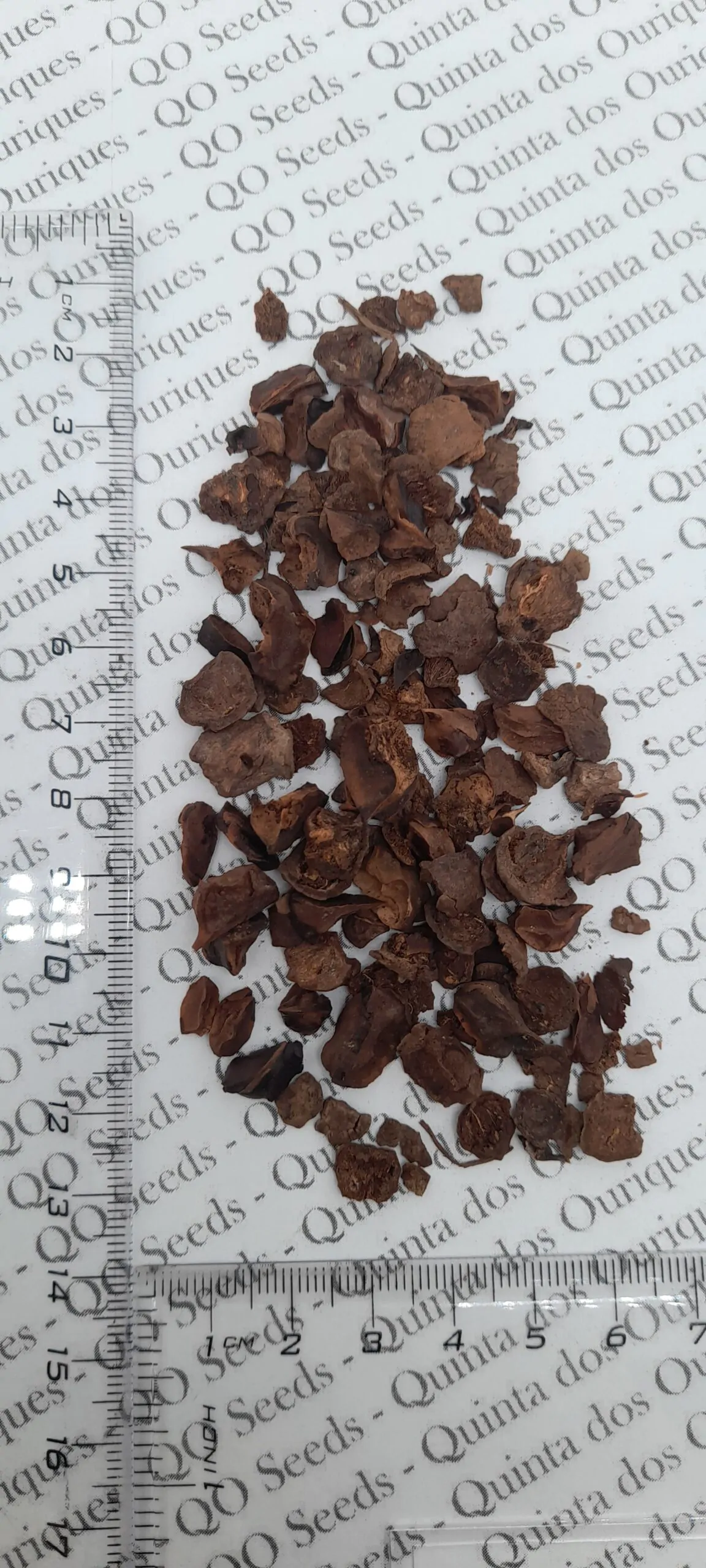 Taxodium ascendens / Taxodium distichum var. imbricarium - Pond Cypress, Cyprus Sovereign, Lagoon Cyprus - Image 2