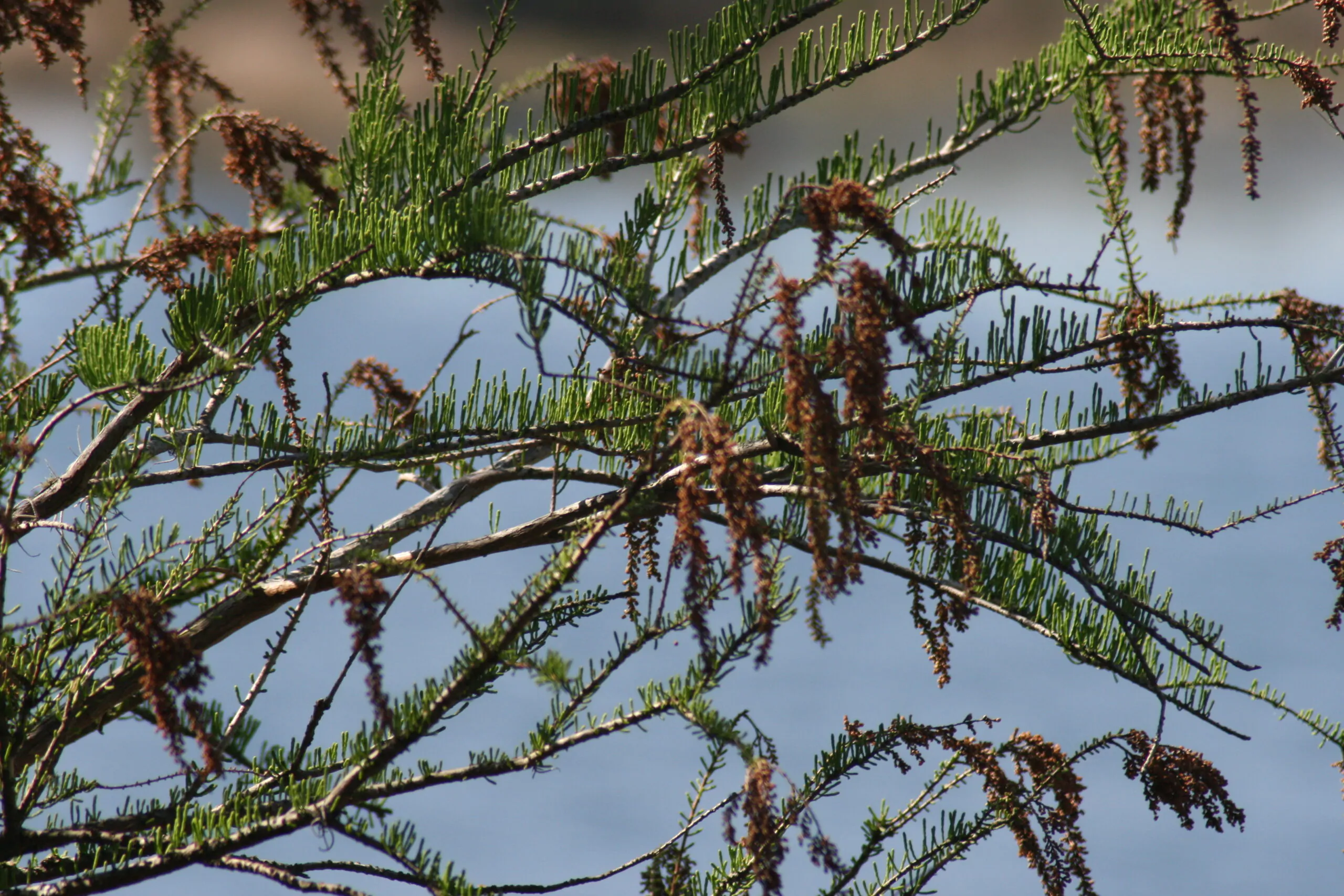 Taxodium ascendens / Taxodium distichum var. imbricarium - Pond Cypress, Cyprus Sovereign, Lagoon Cyprus - Image 5