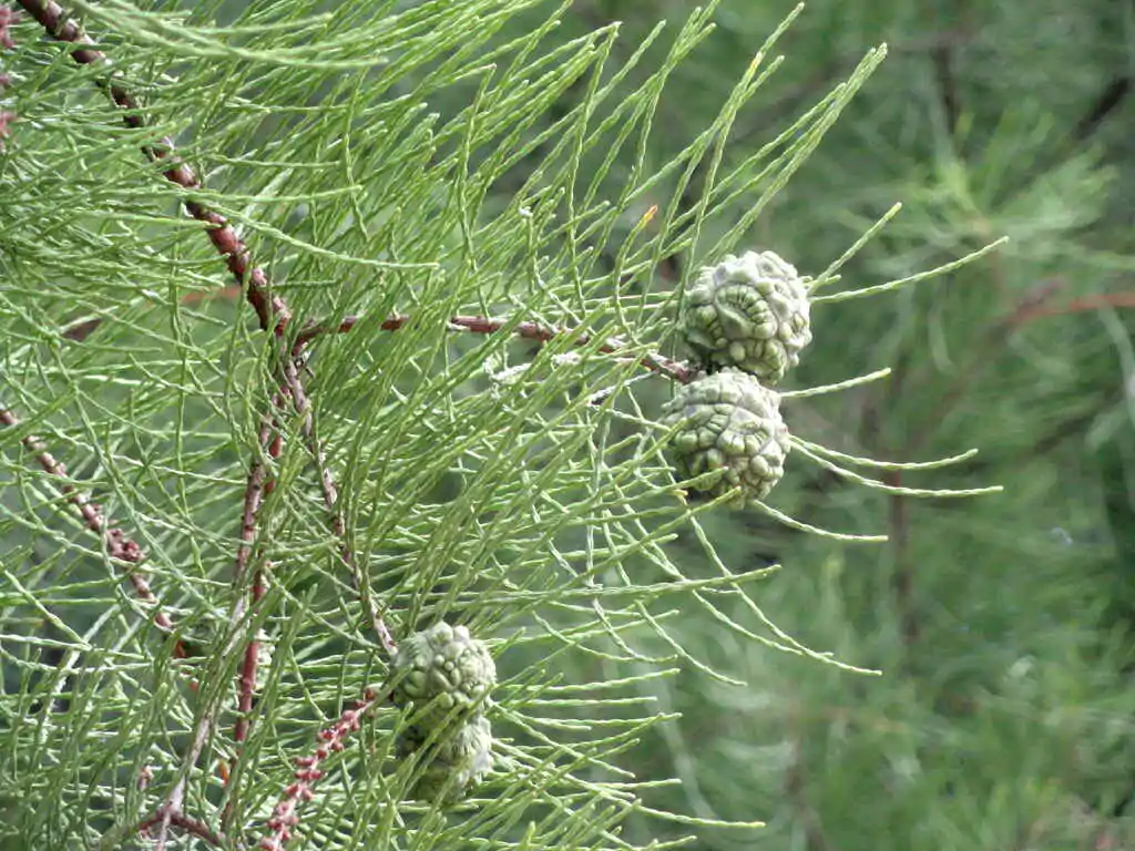 Taxodium ascendens / Taxodium distichum var. imbricarium - Pond Cypress, Cyprus Sovereign, Lagoon Cyprus - Image 6