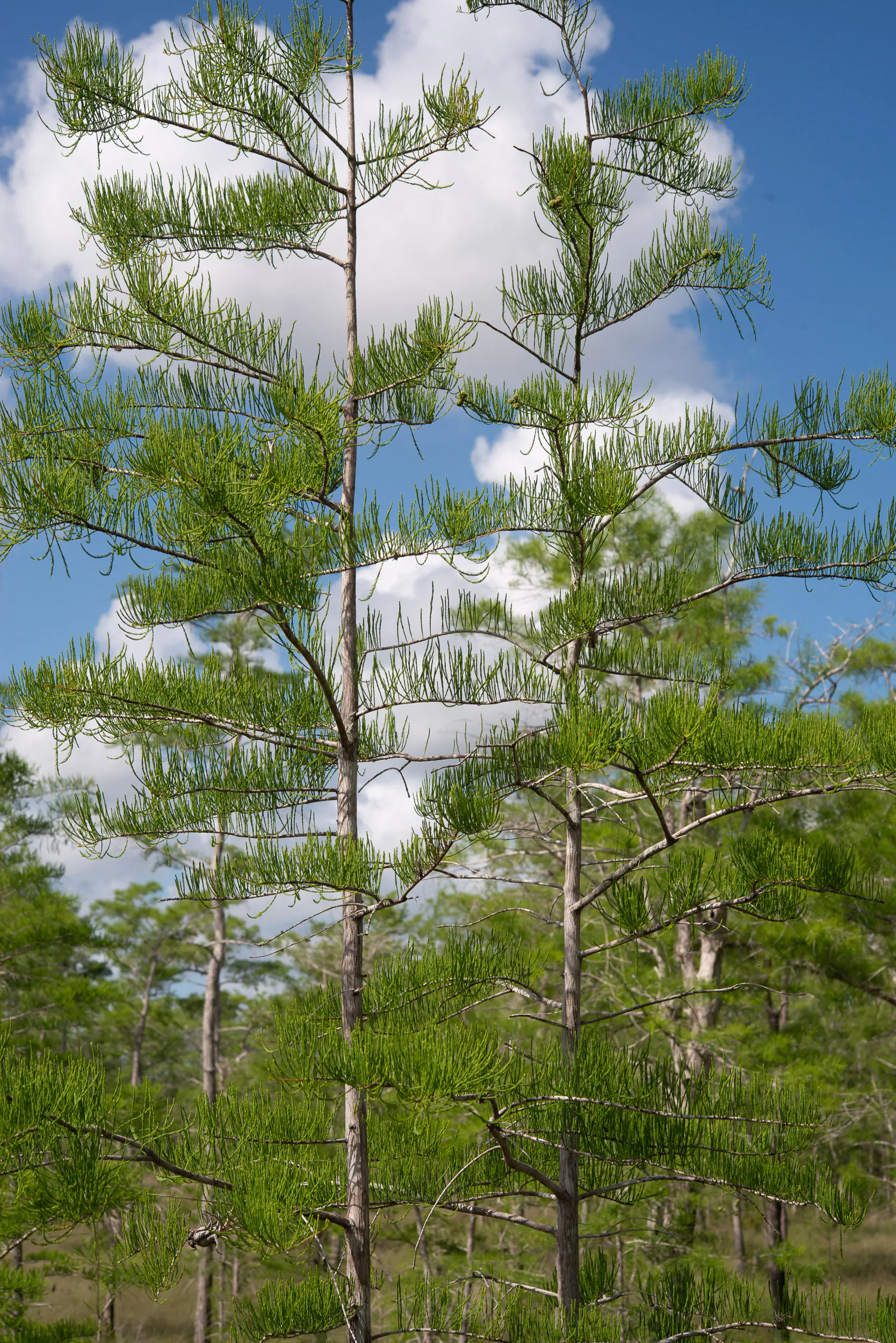 Taxodium ascendens / Taxodium distichum var. imbricarium - Pond Cypress, Cyprus Sovereign, Lagoon Cyprus - Image 7