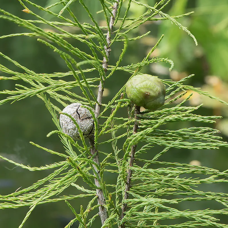 Taxodium ascendens / Taxodium distichum var. imbricarium - Pond Cypress, Cyprus Sovereign, Lagoon Cyprus - Image 9