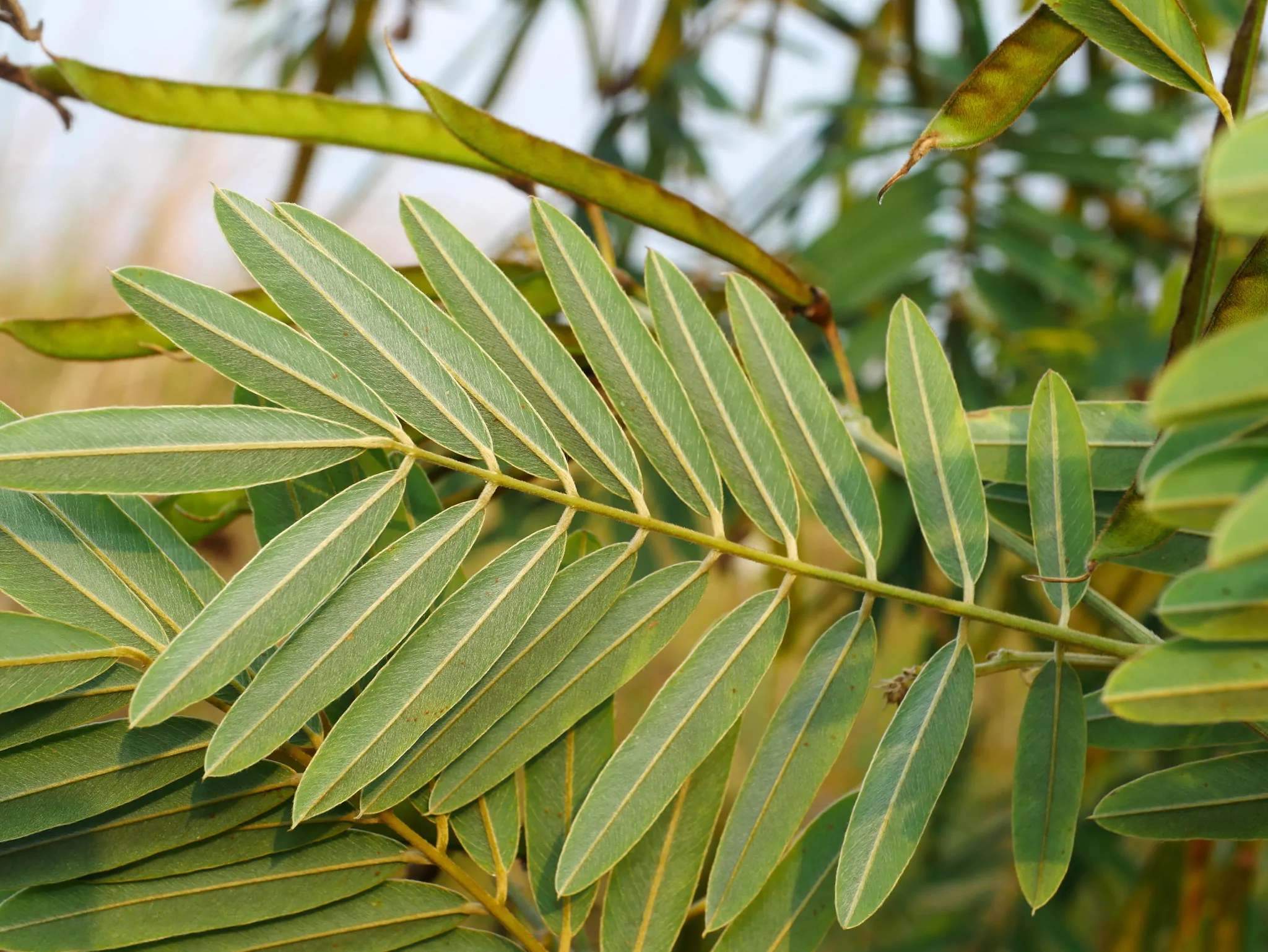 Tephrosia candida / Cracca candida - Indigo Sauvage, Indigo Sauvage, Jati, Jati, White Hoary-Pea, White Hoary-Pea, White Tephrosia - Image 2