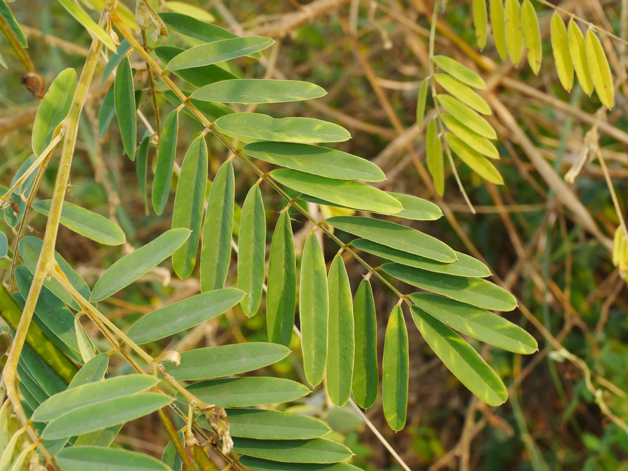 Tephrosia candida / Cracca candida - Indigo Sauvage, Indigo Sauvage, Jati, Jati, White Hoary-Pea, White Hoary-Pea, White Tephrosia - Image 3