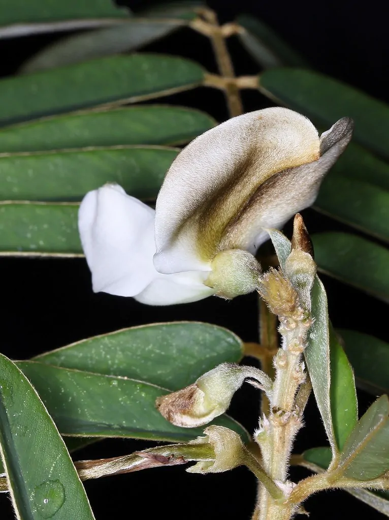Tephrosia candida / Cracca candida - Indigo Sauvage, Indigo Sauvage, Jati, Jati, White Hoary-Pea, White Hoary-Pea, White Tephrosia - Image 4