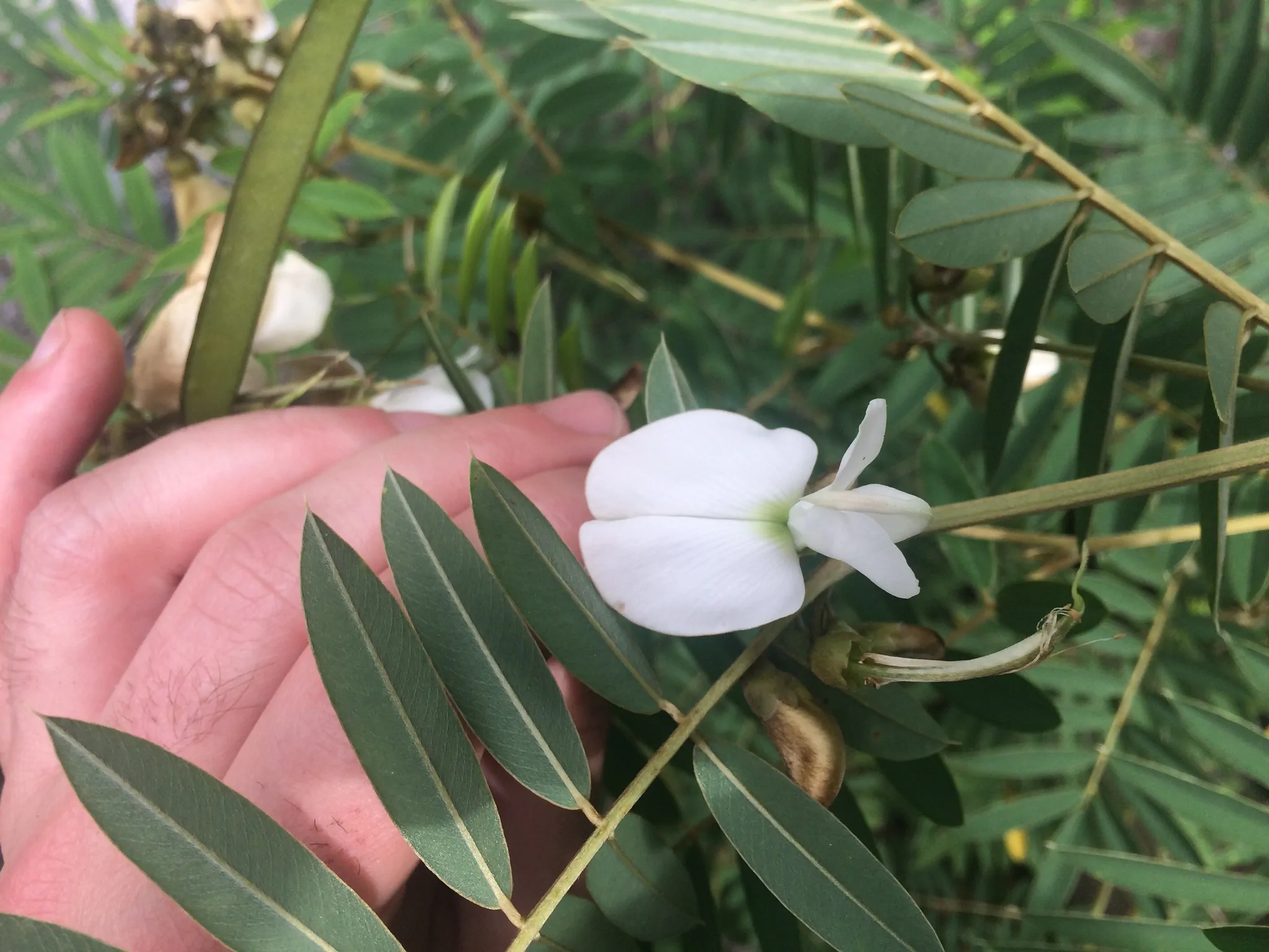 Tephrosia candida / Cracca candida - Indigo Sauvage, Indigo Sauvage, Jati, Jati, White Hoary-Pea, White Hoary-Pea, White Tephrosia - Image 5