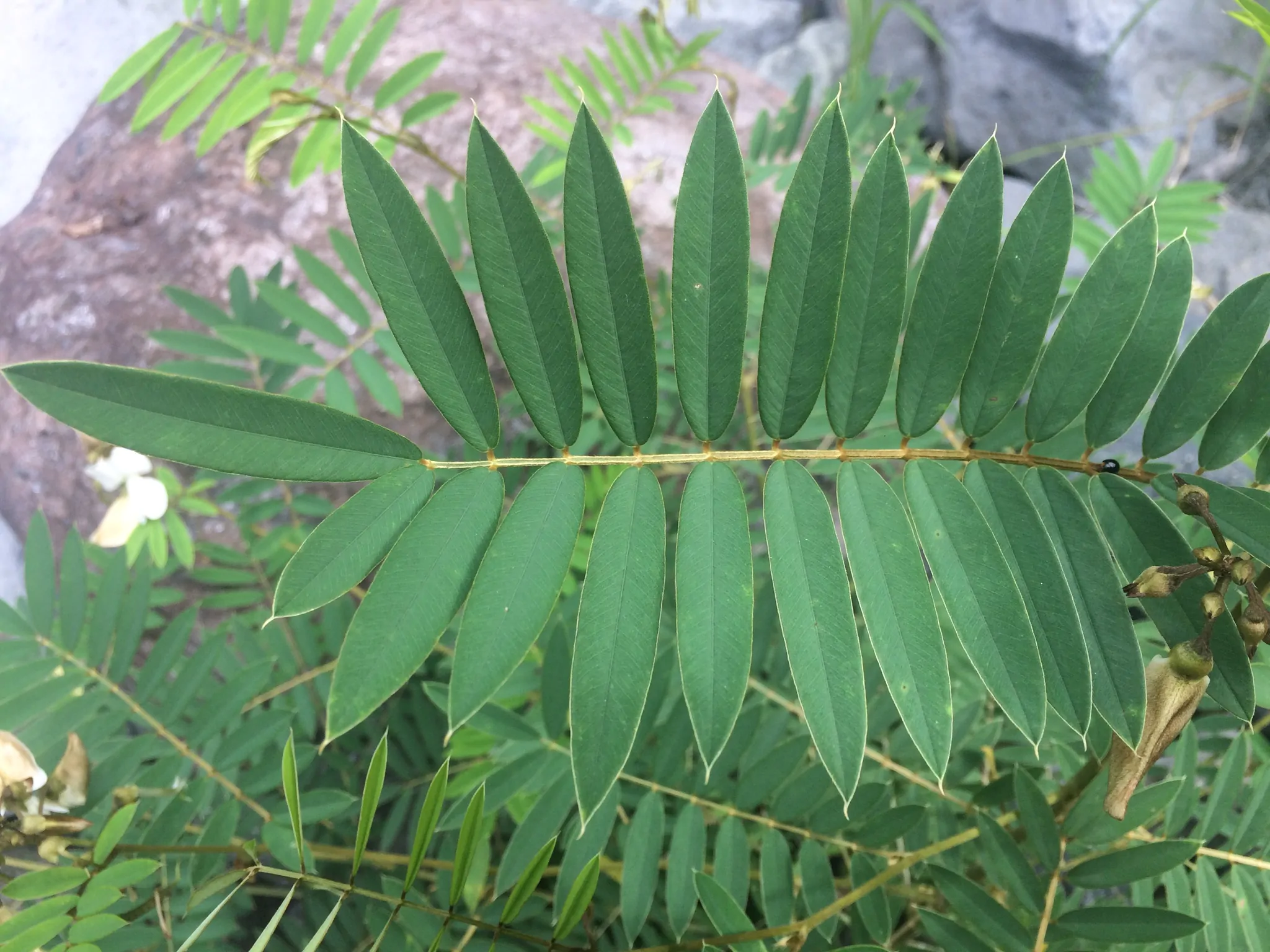 Tephrosia candida / Cracca candida - Indigo Sauvage, Indigo Sauvage, Jati, Jati, White Hoary-Pea, White Hoary-Pea, White Tephrosia - Image 6