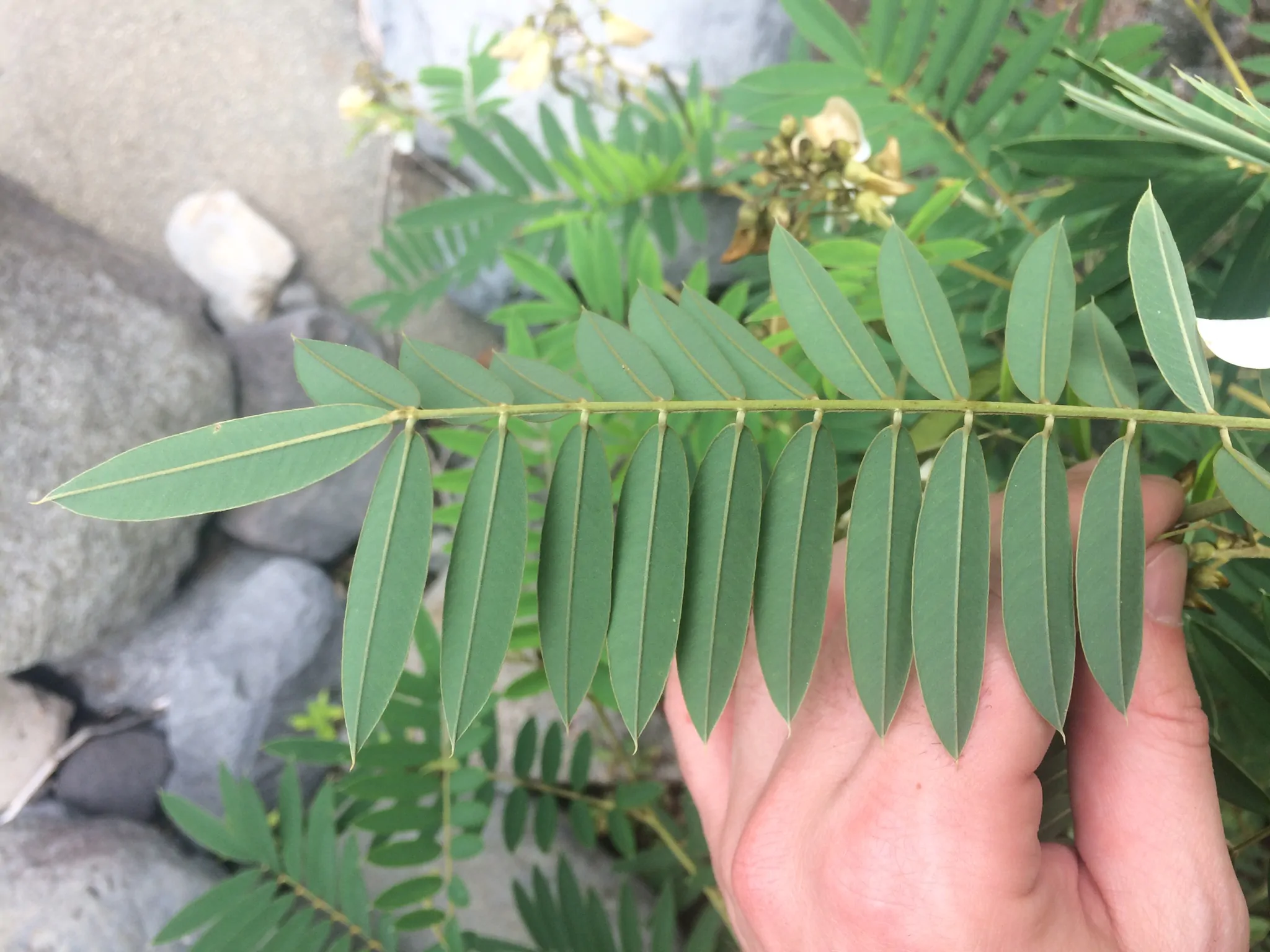 Tephrosia candida / Cracca candida - Indigo Sauvage, Indigo Sauvage, Jati, Jati, White Hoary-Pea, White Hoary-Pea, White Tephrosia - Image 7