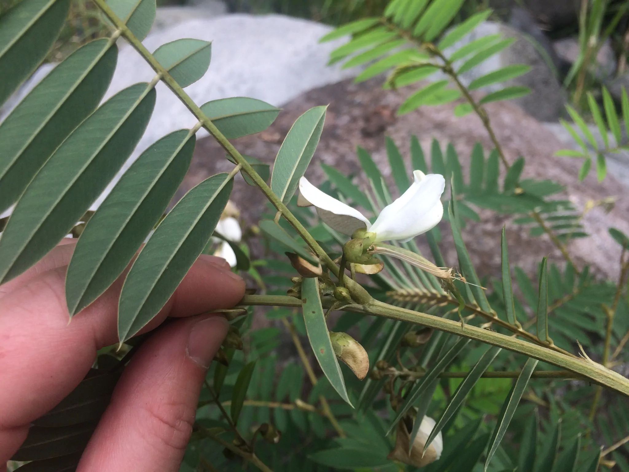 Tephrosia candida / Cracca candida - Indigo Sauvage, Indigo Sauvage, Jati, Jati, White Hoary-Pea, White Hoary-Pea, White Tephrosia - Image 8