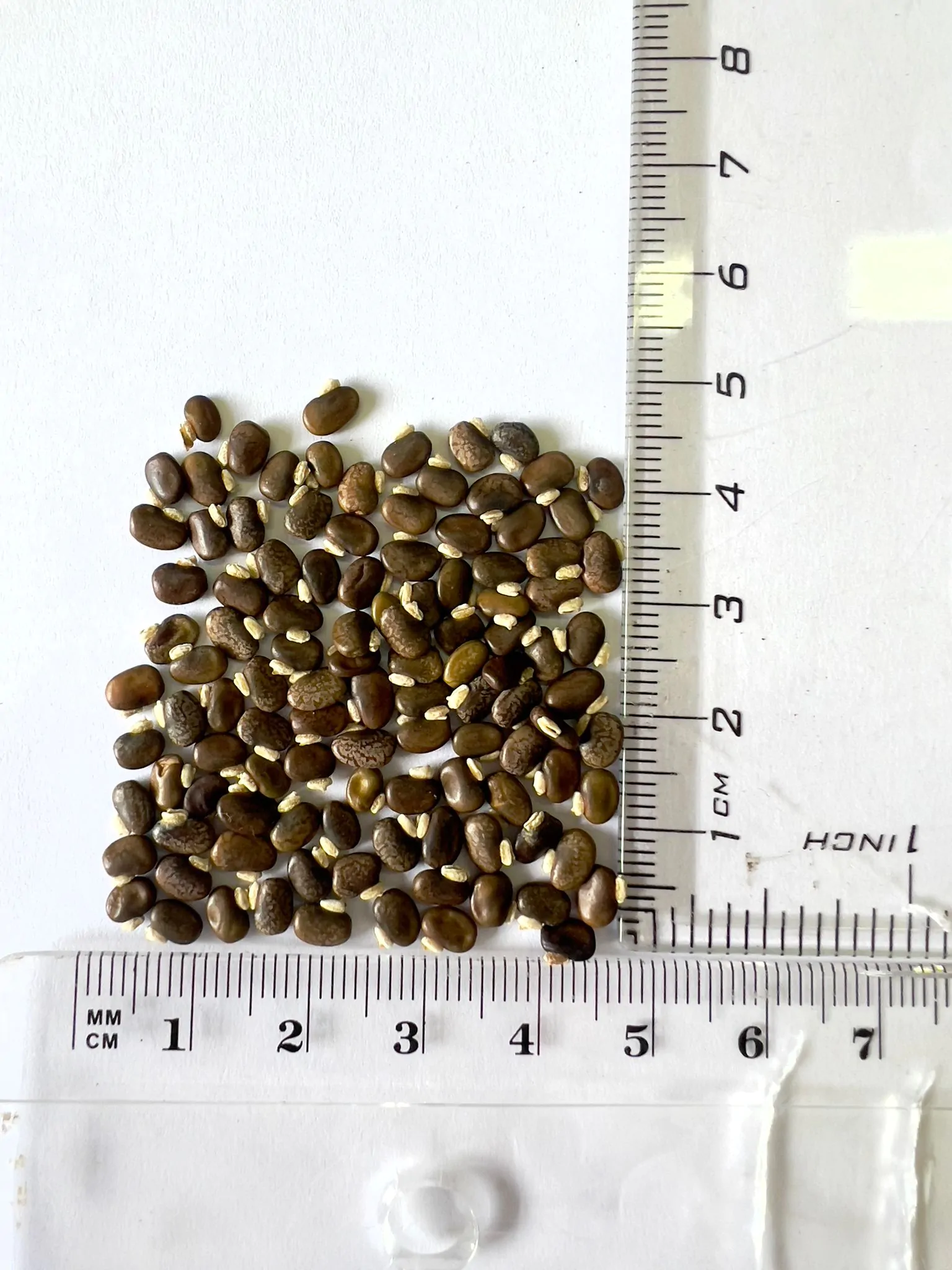 Tephrosia candida / Cracca candida - Indigo Sauvage, Indigo Sauvage, Jati, Jati, White Hoary-Pea, White Hoary-Pea, White Tephrosia - Image 9