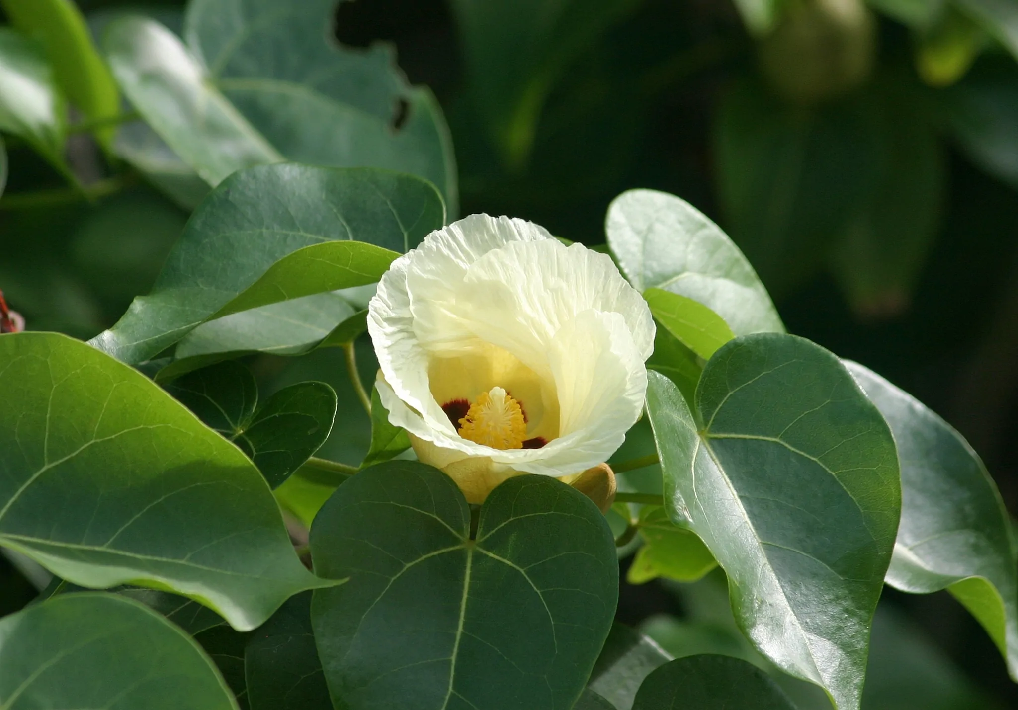Thespesia populnea / Hibiscus populneus / Thespesia macrophylla - Portia Tree, Pacific Rosewood, Indian Tulip Tree, Milo - Image 2