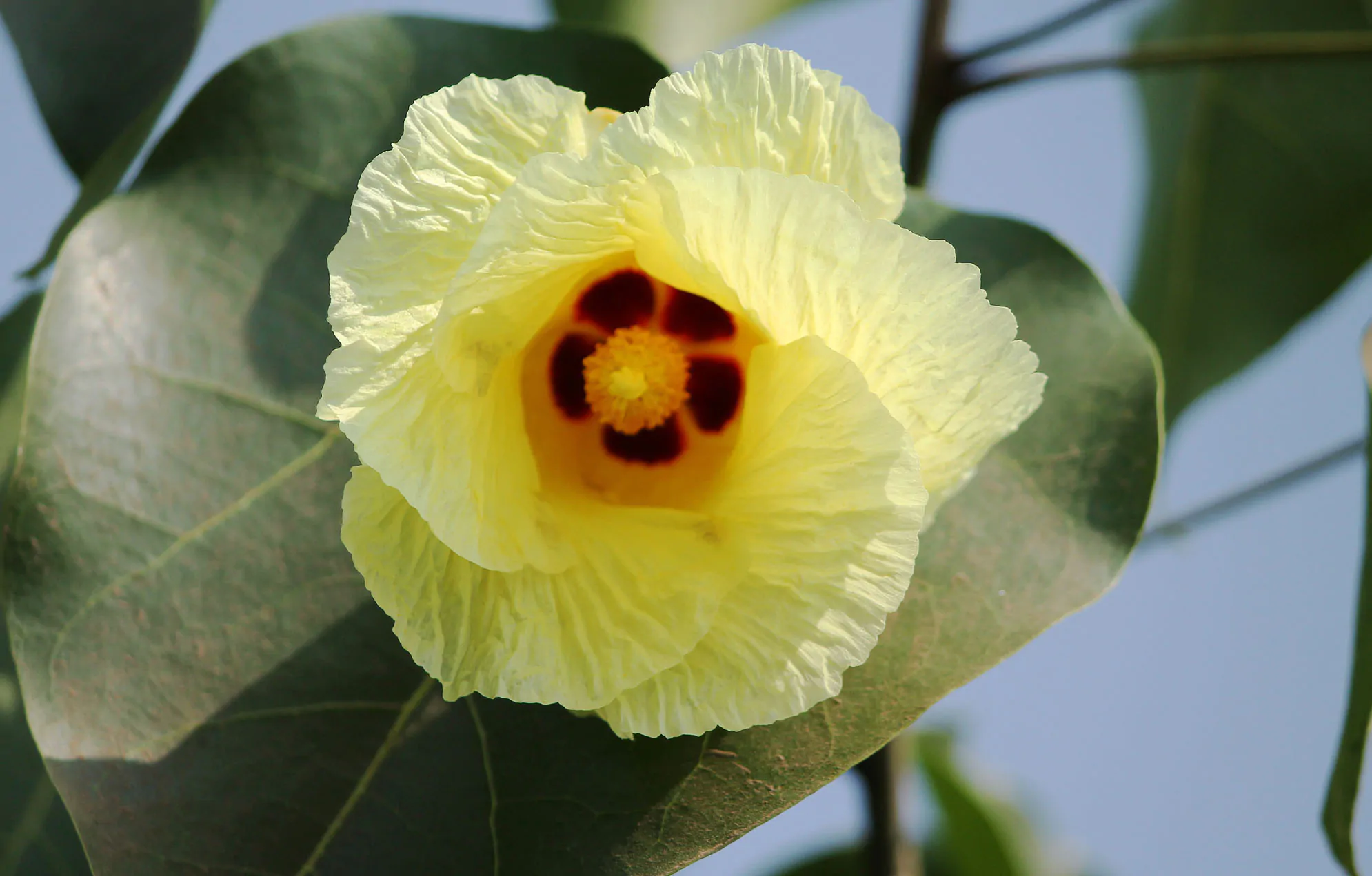 Thespesia populnea / Hibiscus populneus / Thespesia macrophylla - Portia Tree, Pacific Rosewood, Indian Tulip Tree, Milo - Image 3