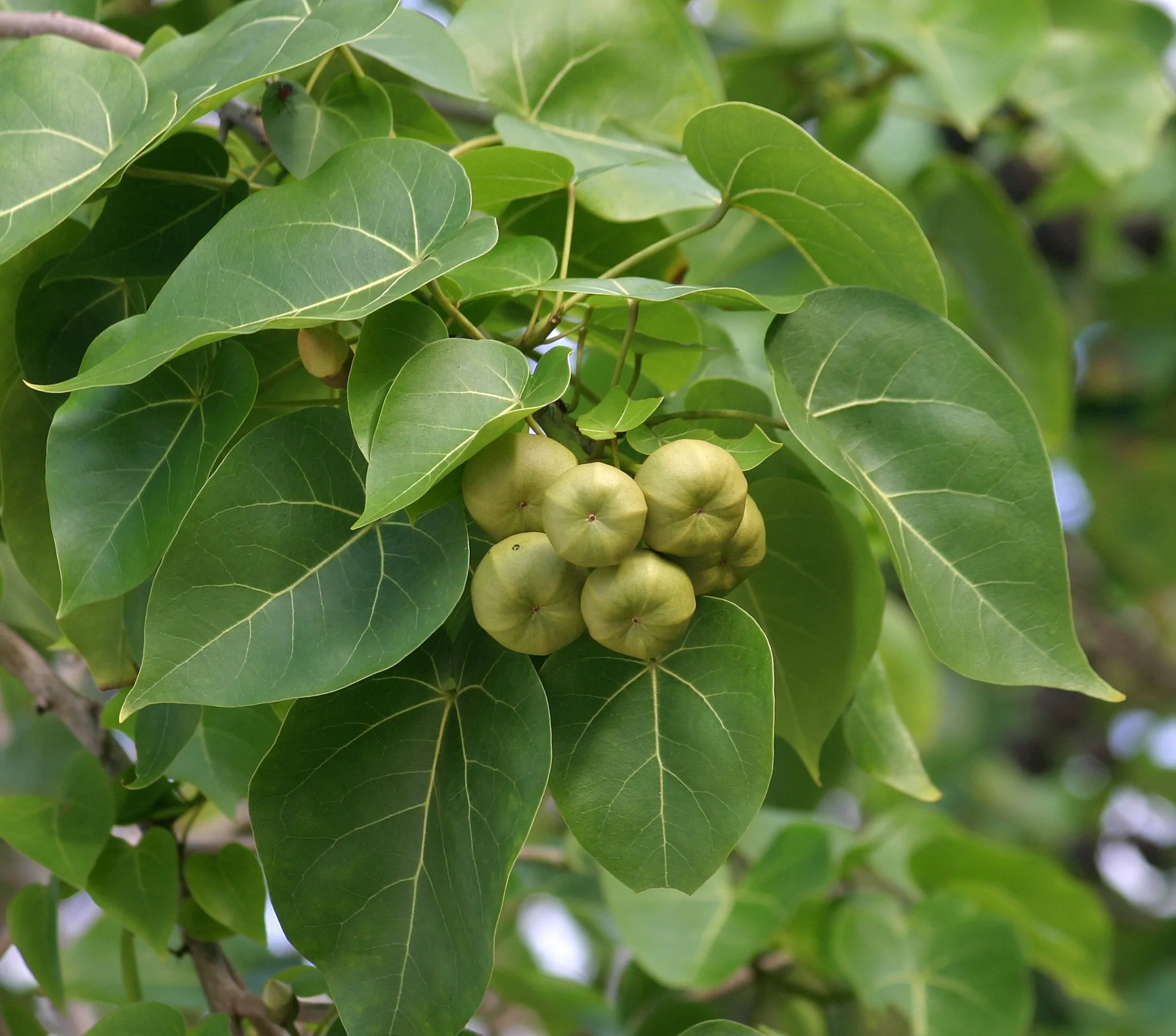 Thespesia populnea / Hibiscus populneus / Thespesia macrophylla - Portia Tree, Pacific Rosewood, Indian Tulip Tree, Milo - Image 4