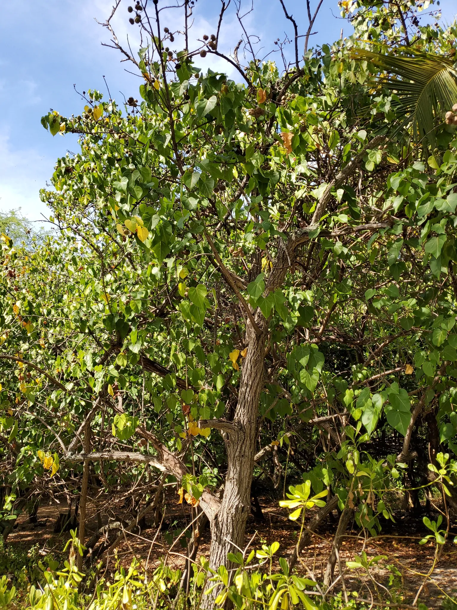 Thespesia populnea / Hibiscus populneus / Thespesia macrophylla - Portia Tree, Pacific Rosewood, Indian Tulip Tree, Milo - Image 5