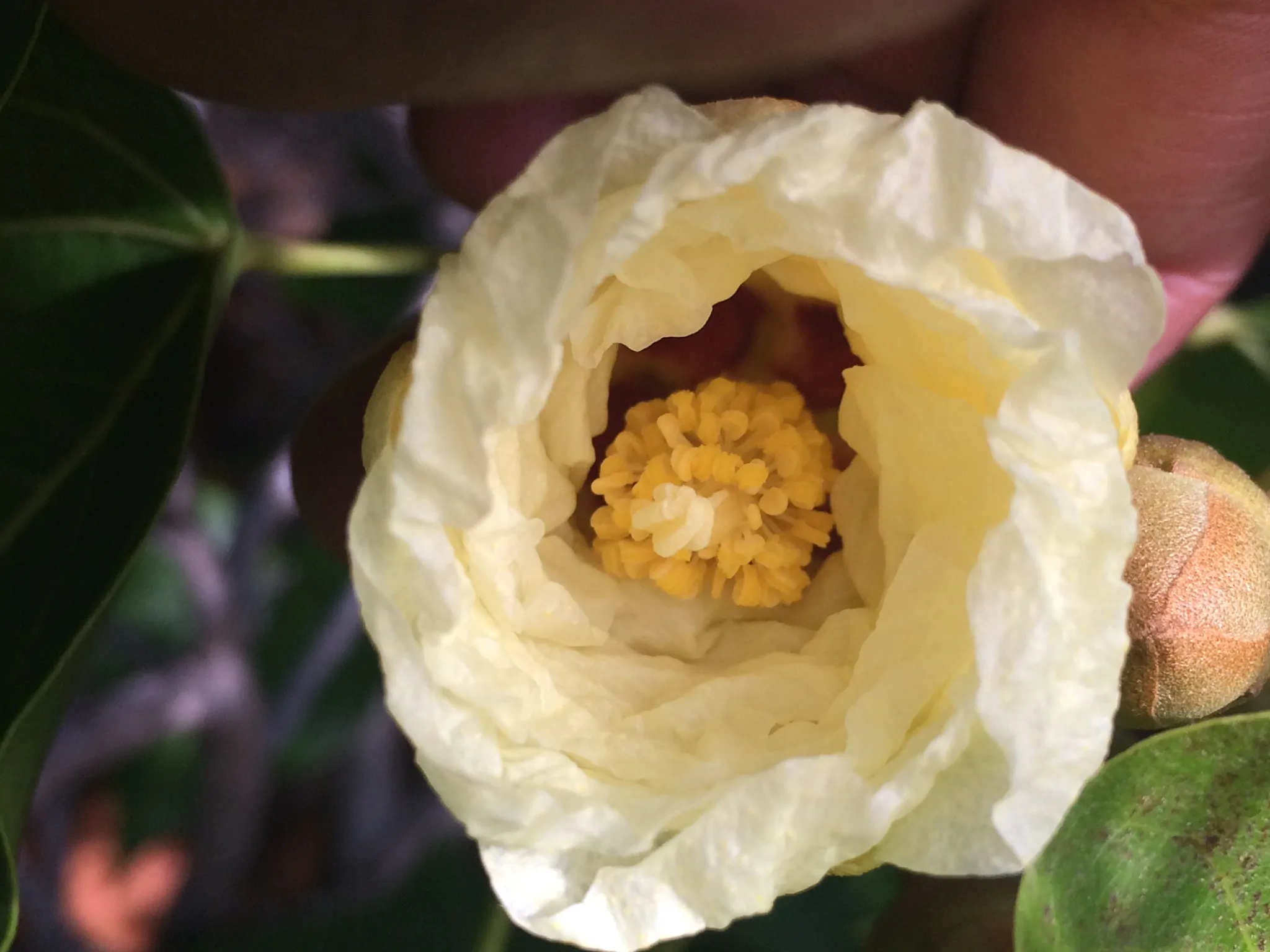 Thespesia populnea / Hibiscus populneus / Thespesia macrophylla - Portia Tree, Pacific Rosewood, Indian Tulip Tree, Milo - Image 6