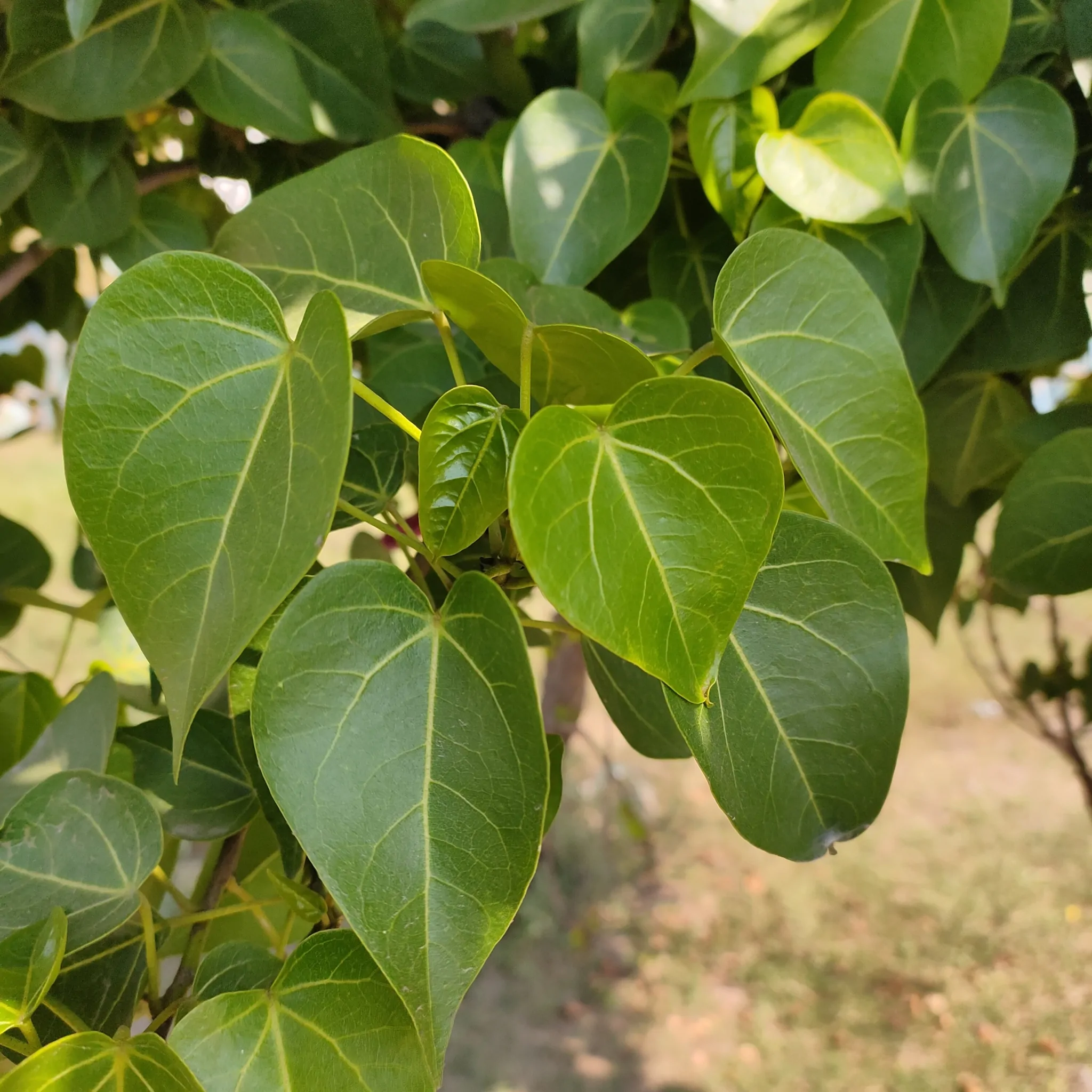 Thespesia populnea / Hibiscus populneus / Thespesia macrophylla - Portia Tree, Pacific Rosewood, Indian Tulip Tree, Milo - Image 7