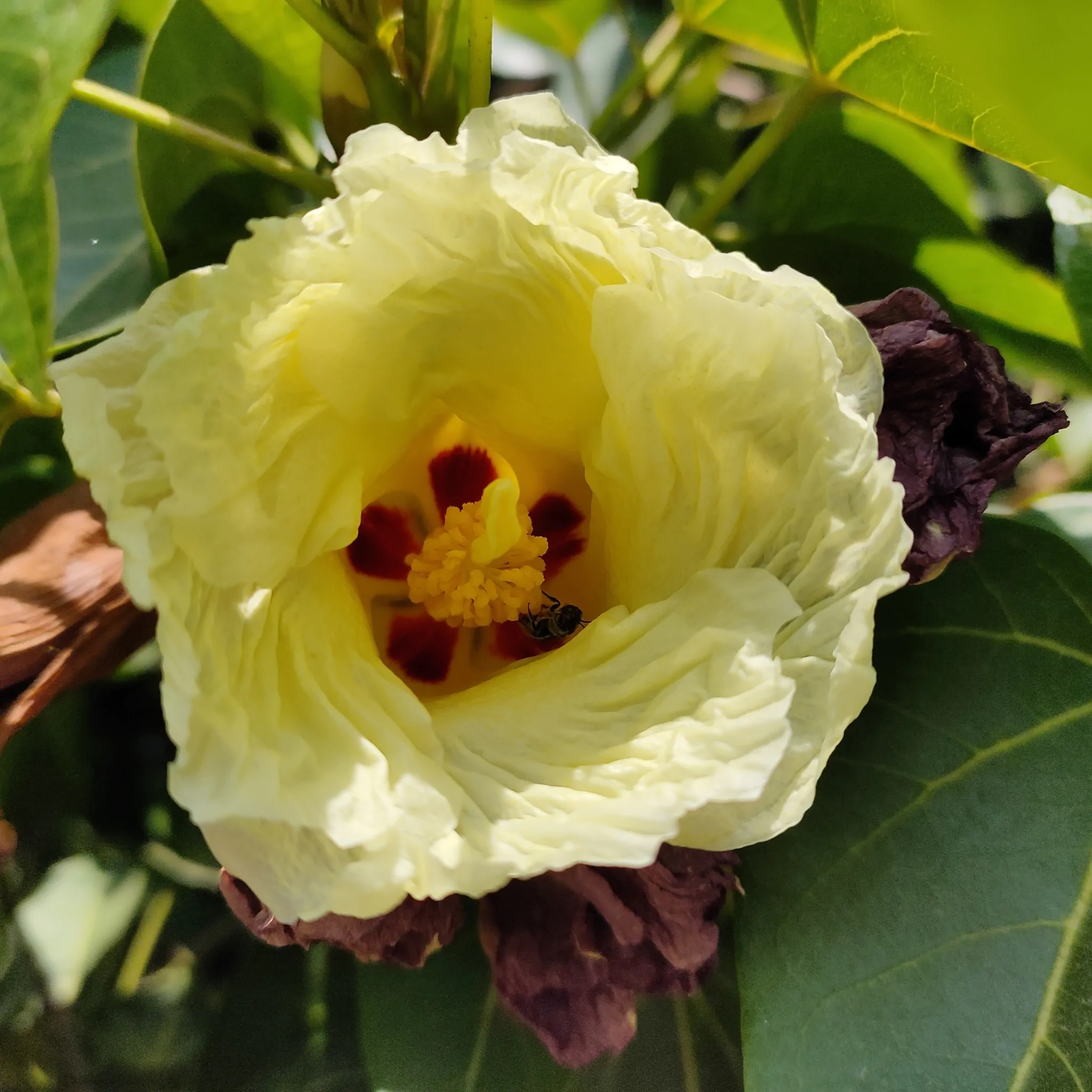 Thespesia populnea / Hibiscus populneus / Thespesia macrophylla - Portia Tree, Pacific Rosewood, Indian Tulip Tree, Milo - Image 8