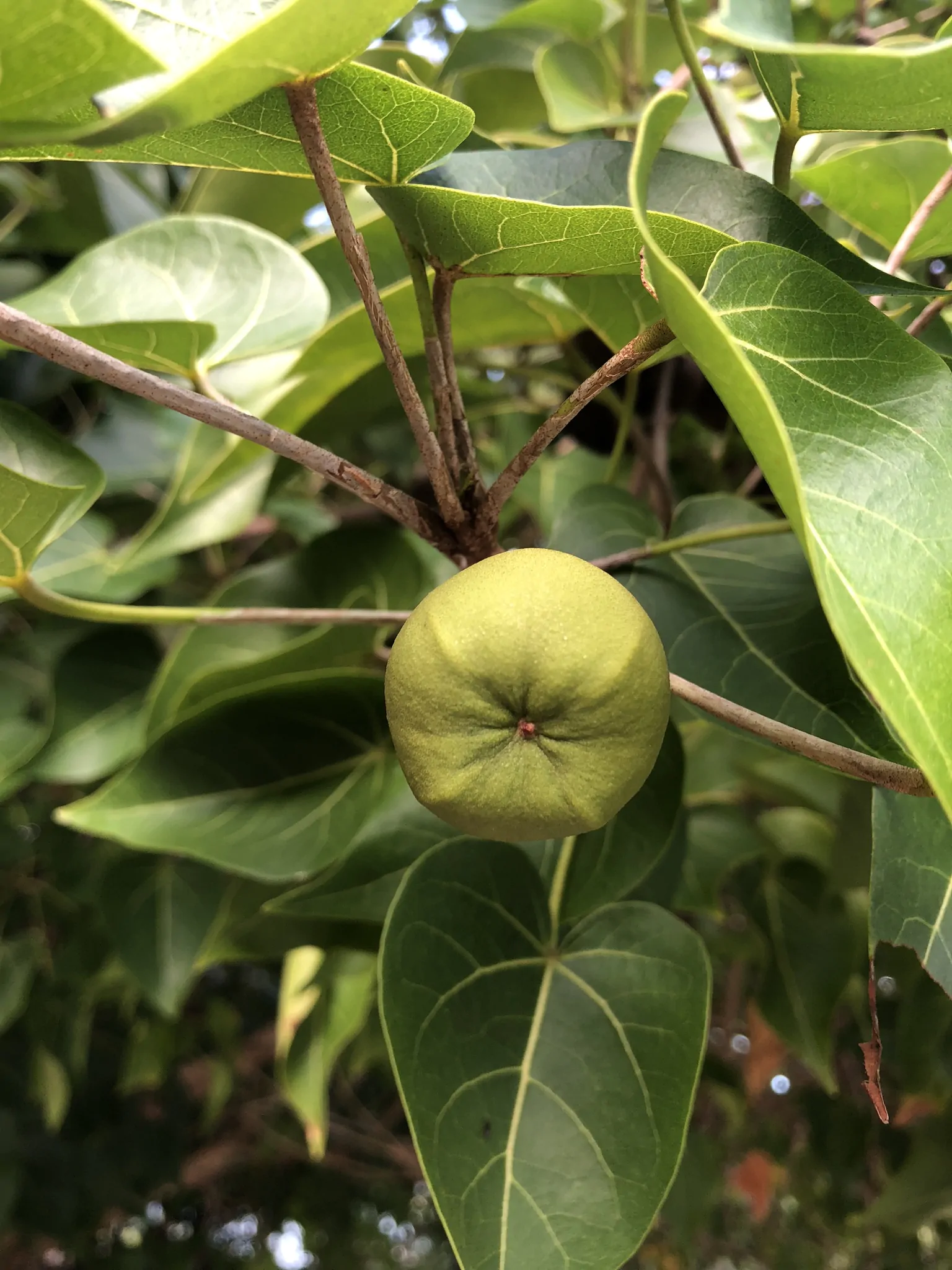 Thespesia populnea / Hibiscus populneus / Thespesia macrophylla - Portia Tree, Pacific Rosewood, Indian Tulip Tree, Milo - Image 9