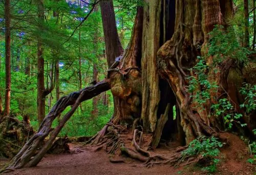 Thuja plicata - Western Red Cedar - Image 2
