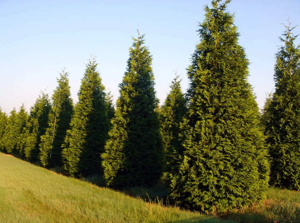 Thuja plicata - Western Red Cedar - Image 4