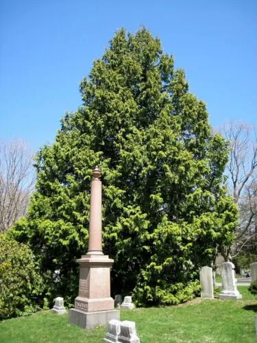 Thuja plicata - Western Red Cedar - Image 5