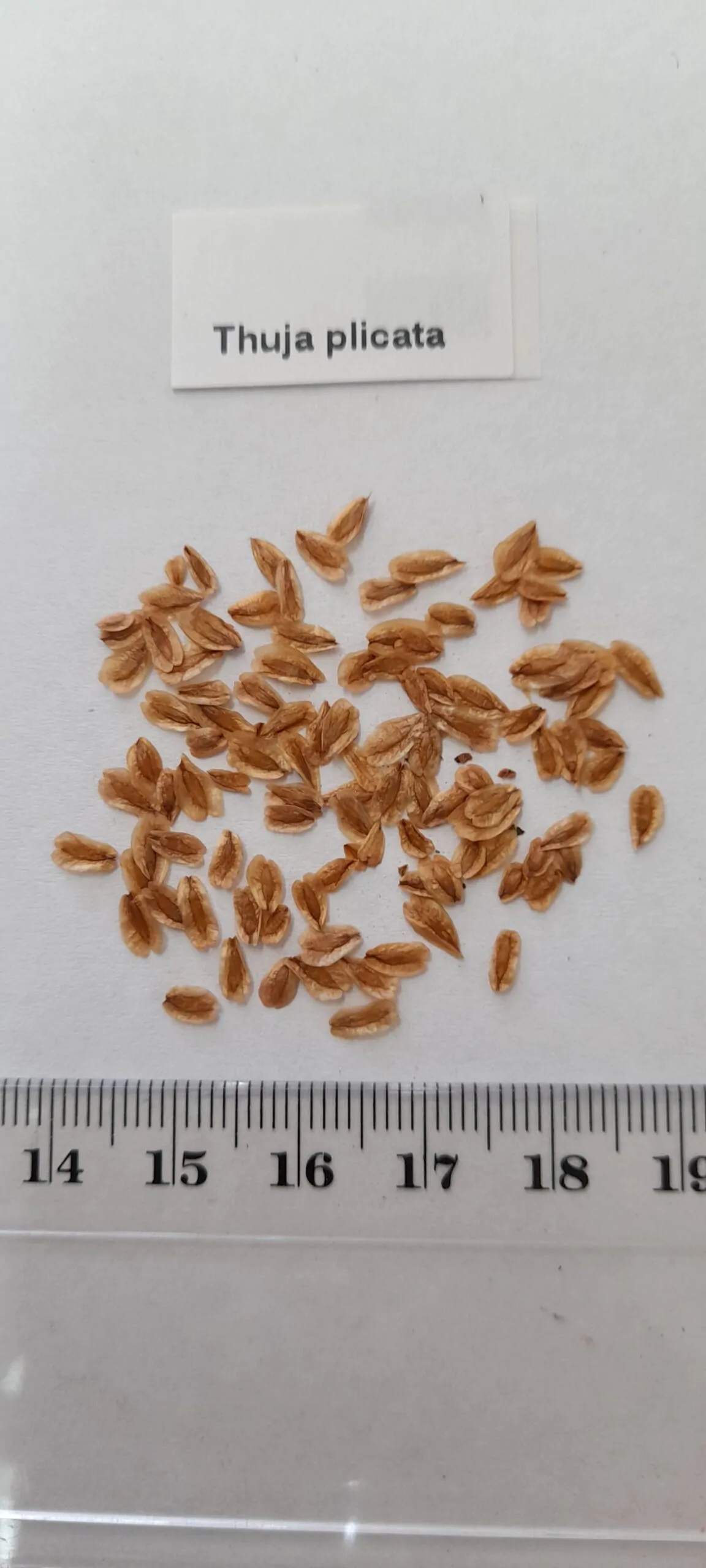 Thuja plicata - Western Red Cedar - Image 8
