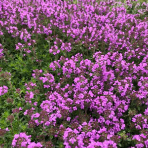 Thymus praecox - Mother-of-Thyme, Creeping Thyme