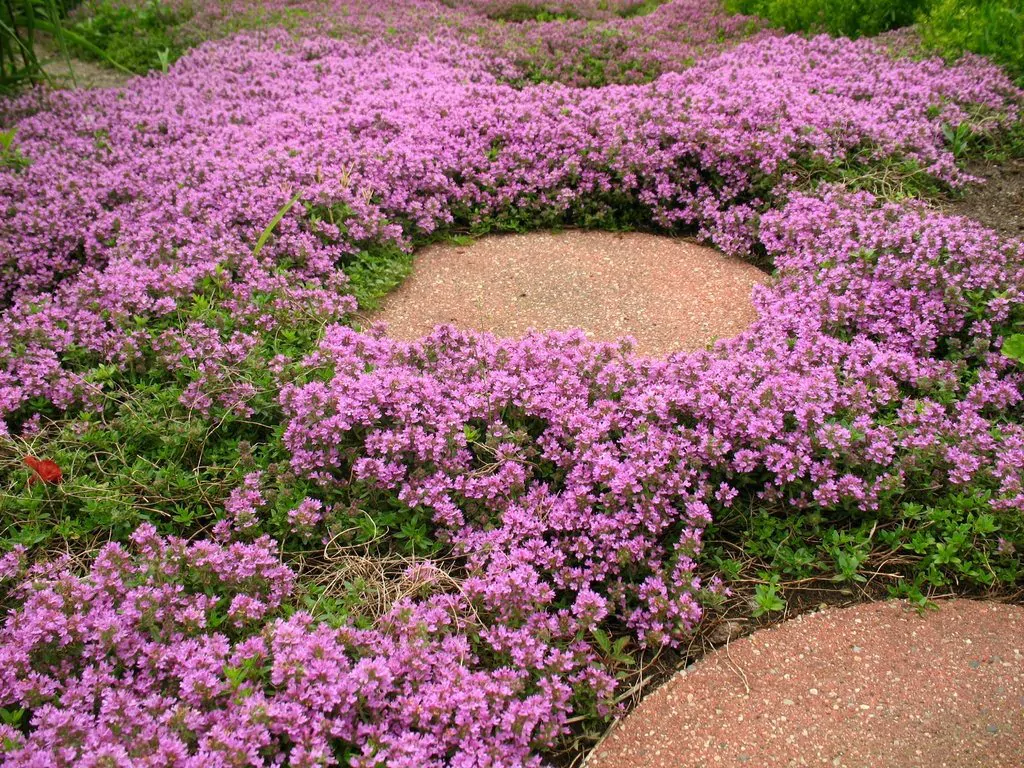 Thymus serpyllum - Breckland Thyme, Wild Thyme, Dwarf Creeping Thyme