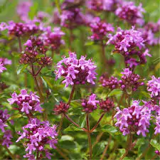Thymus serpyllum - Breckland Thyme, Wild Thyme, Dwarf Creeping Thyme - Image 2
