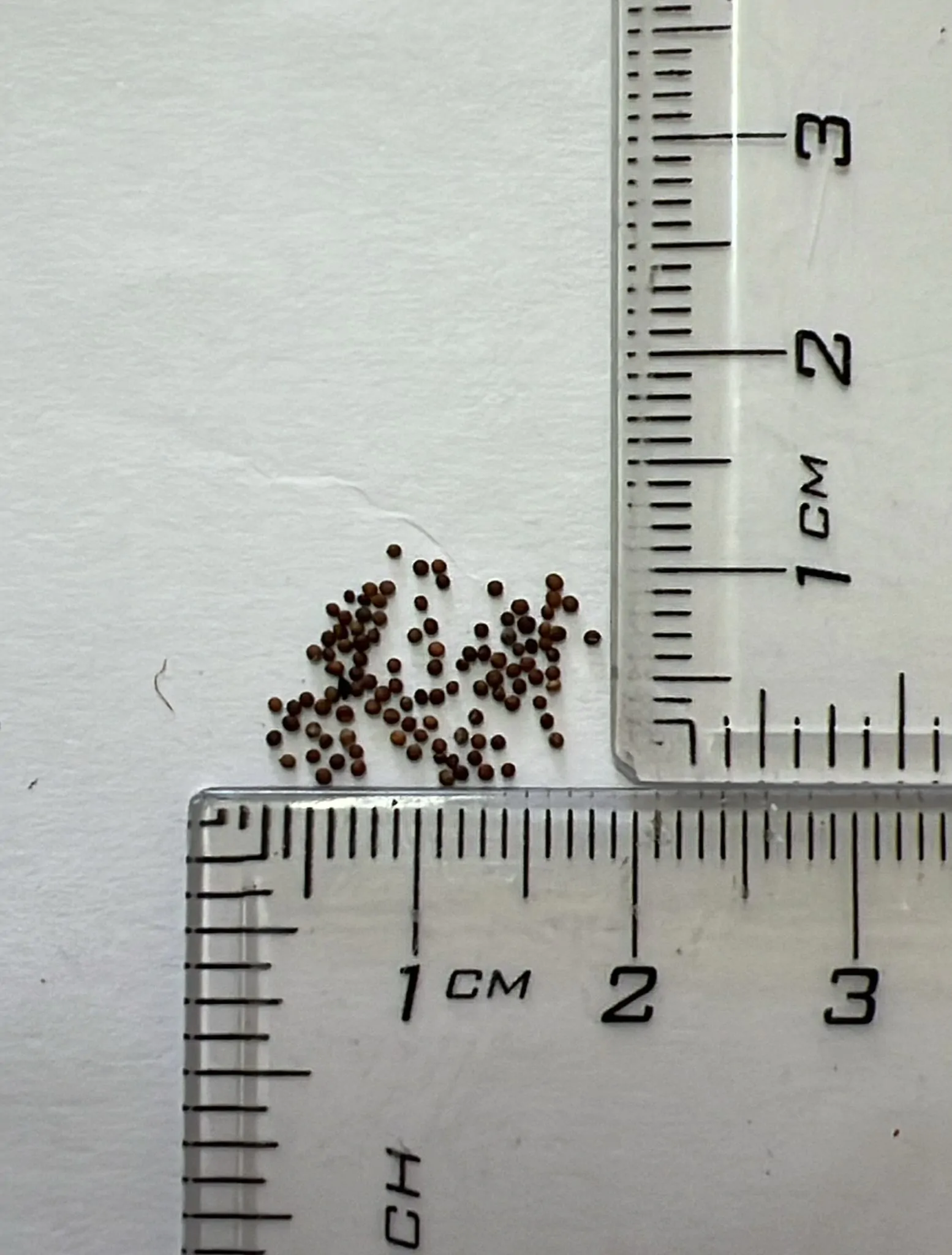 Thymus serpyllum - Breckland Thyme, Wild Thyme, Dwarf Creeping Thyme - Image 7