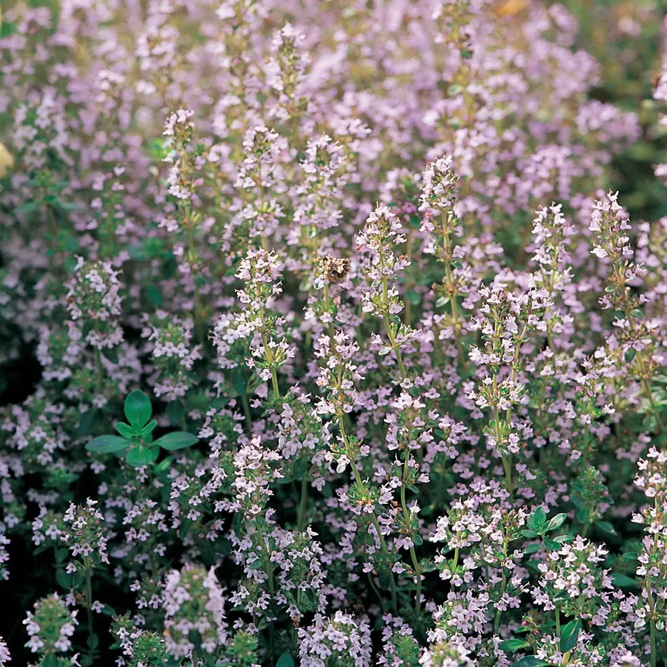 Thymus vulgaris - Common Thyme, Garden Thyme, French Thyme, Provence Thyme - Image 2