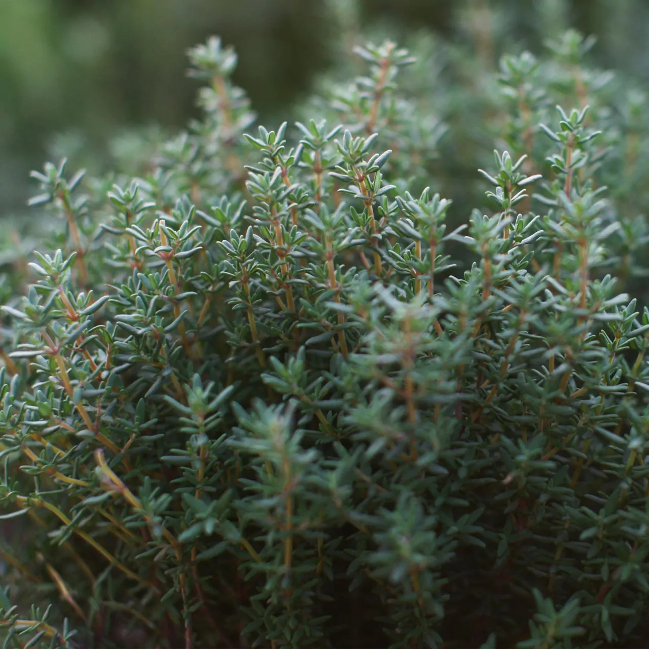 Thymus vulgaris - Common Thyme, Garden Thyme, French Thyme, Provence Thyme - Image 4