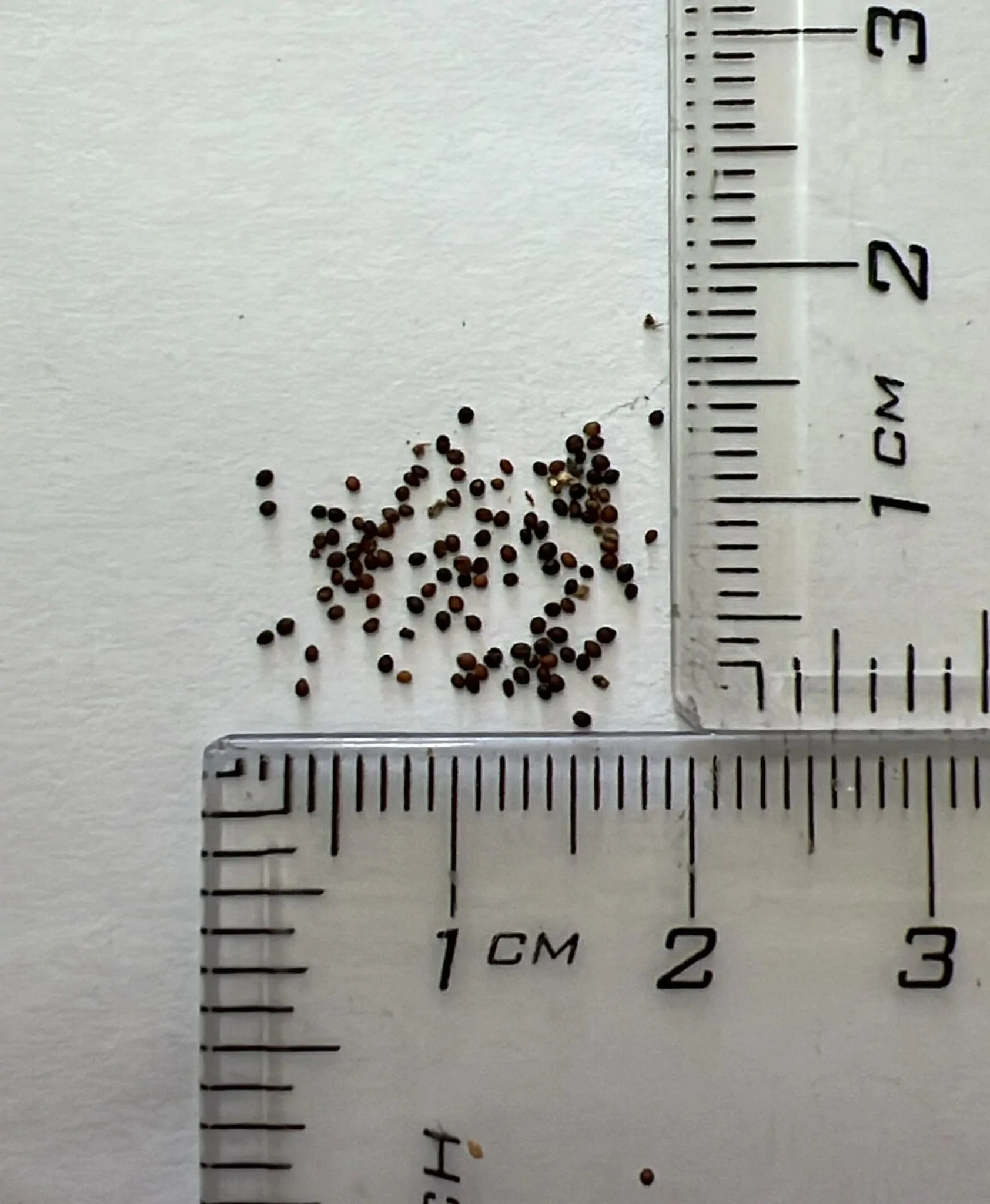 Thymus vulgaris - Common Thyme, Garden Thyme, French Thyme, Provence Thyme - Image 5