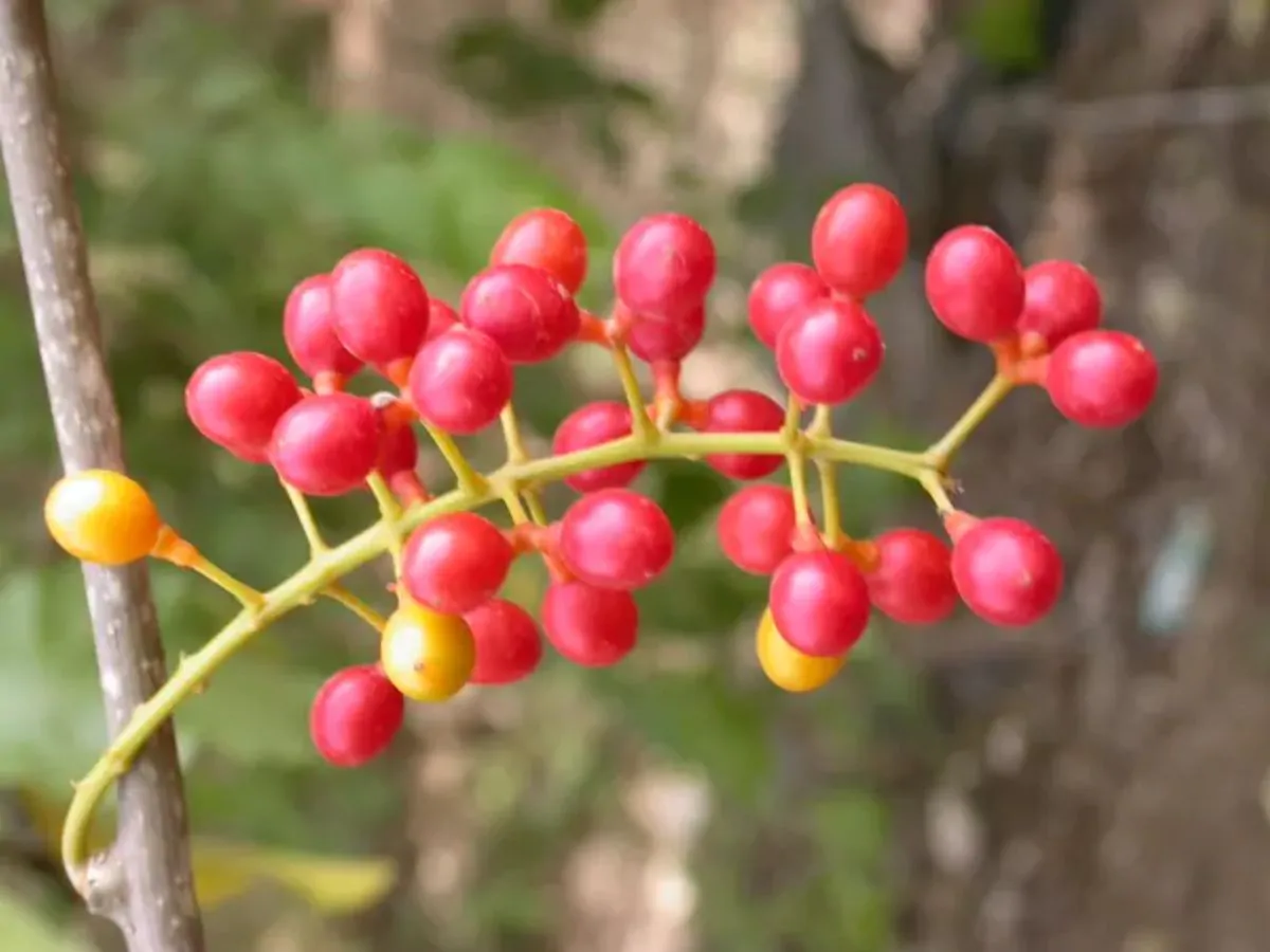 Tinospora cordifolia - Heart-leaved Moonseed, Guduchi, Giloy, Gurjo