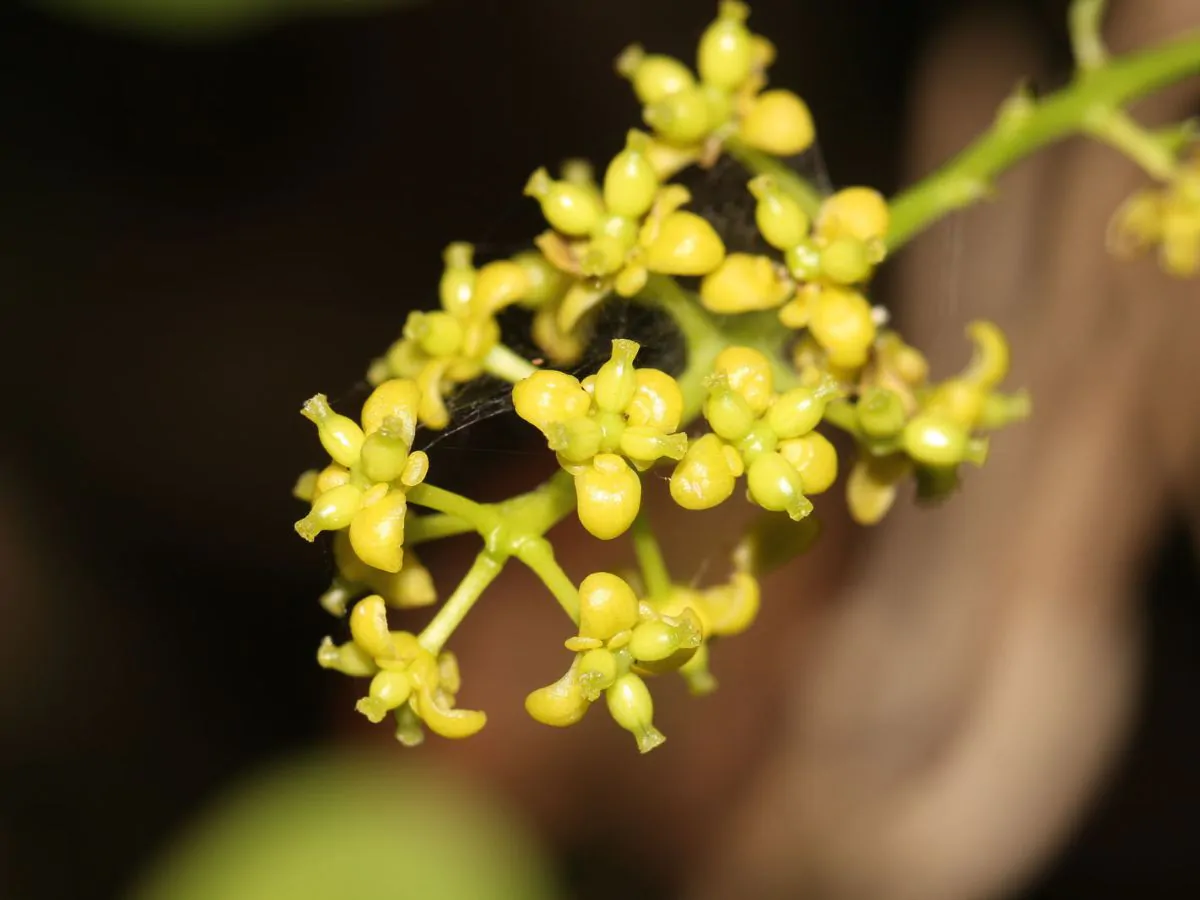 Tinospora cordifolia - Heart-leaved Moonseed, Guduchi, Giloy, Gurjo - Image 2