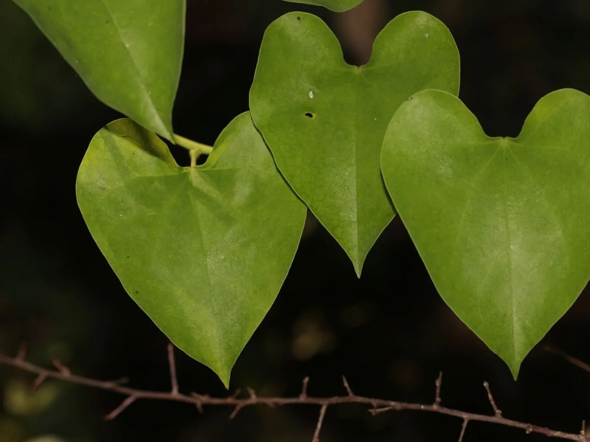 Tinospora cordifolia - Heart-leaved Moonseed, Guduchi, Giloy, Gurjo - Image 3