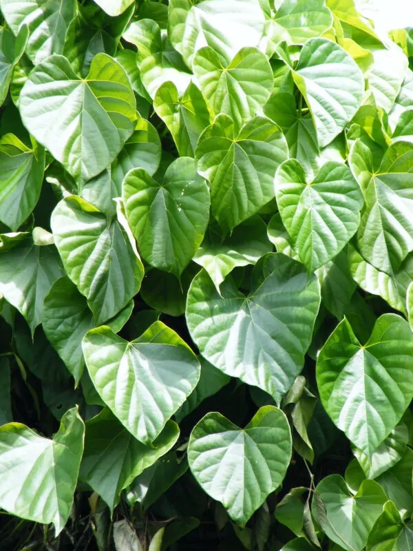 Tinospora cordifolia - Heart-leaved Moonseed, Guduchi, Giloy, Gurjo - Image 6