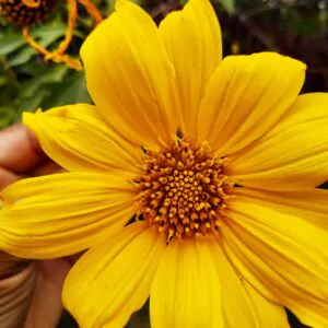 Tithonia diversifolia / Mirasolia diversifolia - Tree Marigold, Mexican Tournesol, Mexican Sunflower, Japanese Sunflower, Nitobe Chrysanthemum, Bolivian Sunflower, Mexican Sunflower, Shrub-sunflower