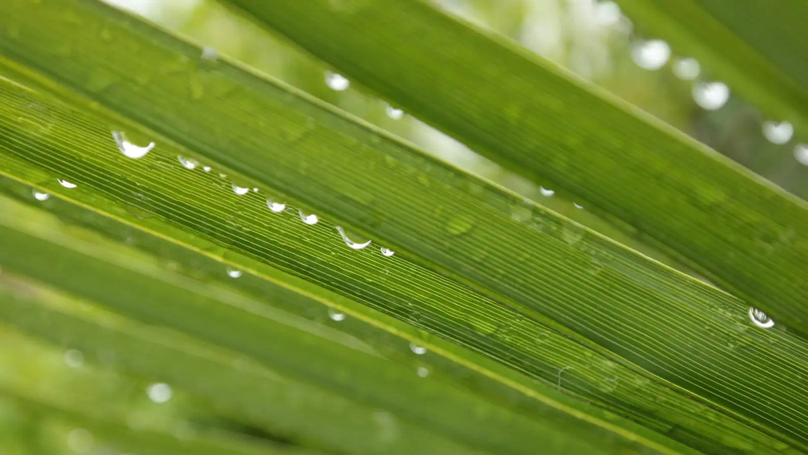 Trachycarpus fortunei 'Naini Tal' - Chusan Palm - Image 3