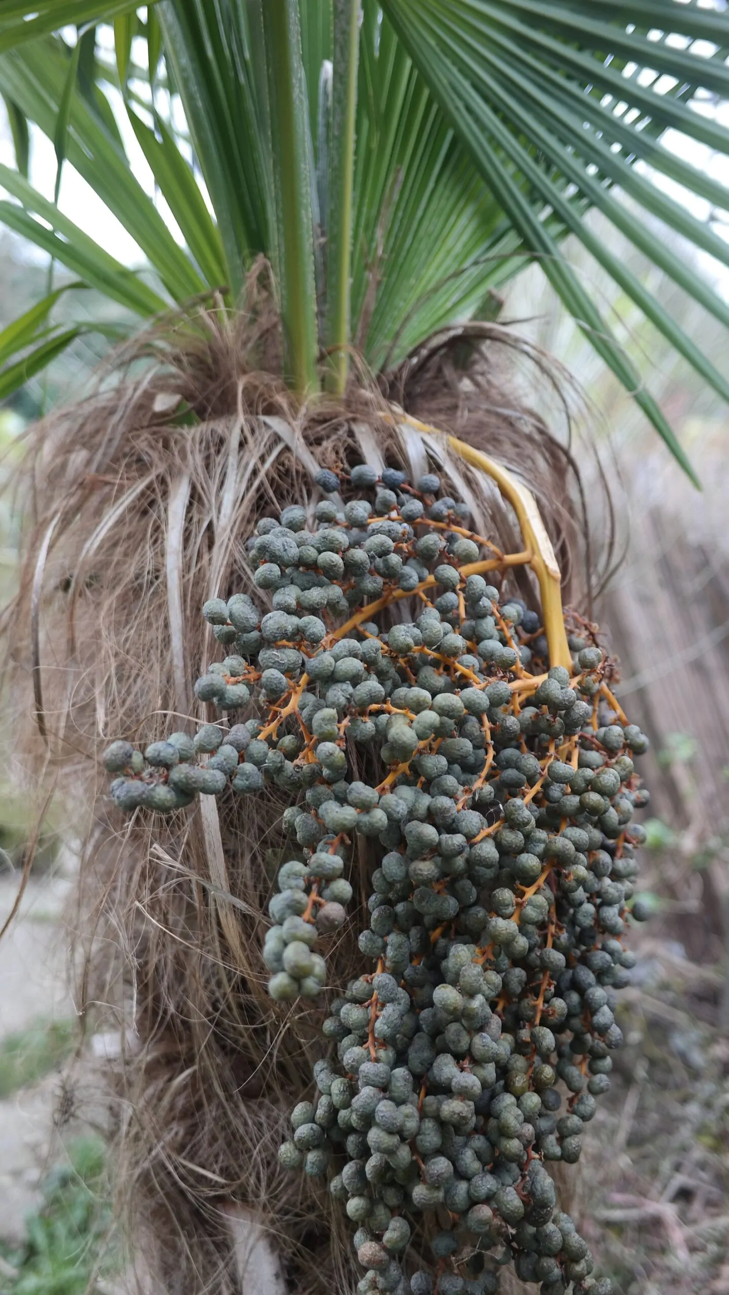 Trachycarpus fortunei 'Naini Tal' - Chusan Palm - Image 4