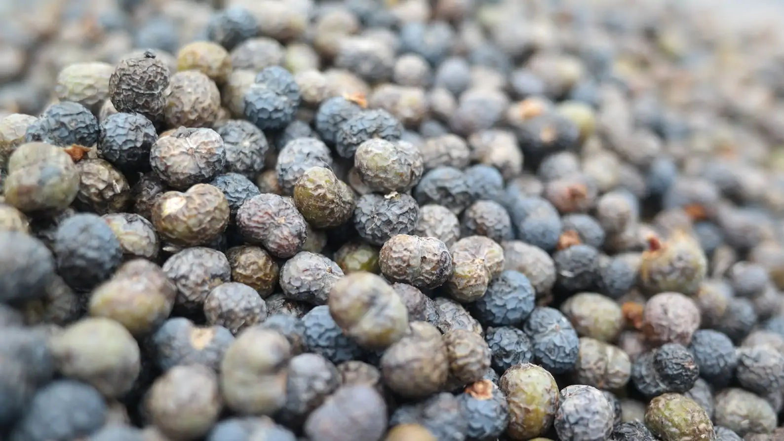 Trachycarpus fortunei 'Naini Tal' - Chusan Palm - Image 7